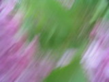 Thumbnail Lilac Abstract